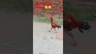 ☠️☠️☠️☠️☠️automobile rap trap music hiphop funny funnyclips animals tranding funnyvideos [upl. by Mapes]