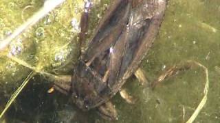 Giant Water Bug Belostomatidae Lethocerus [upl. by Ronaele]