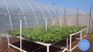 Strawberry Plug Plant Production Basics [upl. by Moyers]