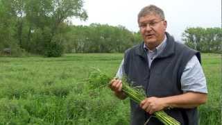 Cover Crops A Gift to Farmers and Fields [upl. by Boothe134]