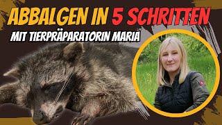 Waschbär abbalgen in 5 Schritten  Der Jungjägerguide [upl. by Graehme]