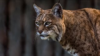 Man attacked by bobcat on Connecticut golf course [upl. by Aneleasor]