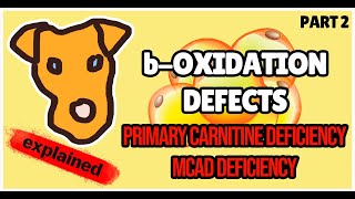 boxidation defects Primary Carnitine deficiency MCAD deficiency Biochemistry for Step 1 [upl. by Retha]