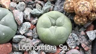 Monthly Update on Ariocarpus Lophophora and Astrophytum Mixed Ages [upl. by Gemma934]