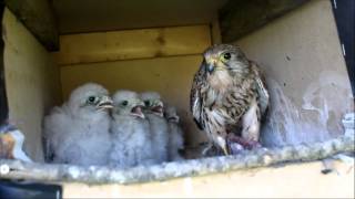 kestrels nesting [upl. by Mahon994]