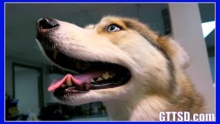 HUSKY SHELBY GETS HER TEETH CLEANED  Dog goes to the Dentist [upl. by Ailecec]