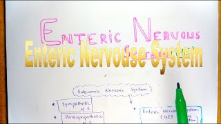 Enteric Nervous SystemGut Brain  Function amp Regulation  Neural Control Of Gastrointestinal Tract [upl. by Tehcac]