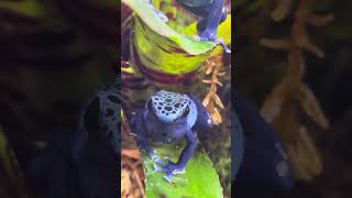 Azureus dart frog calling [upl. by Vassar]