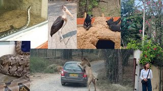 Guwahati zoo 🦍🐒🦦🦩🦃🦚🦛🐊🐢🐍🐯🐻vlog zoo [upl. by Bourne876]