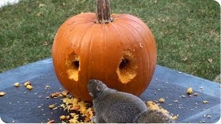 Happy Halloween  Squirrel Carves Pumpkin [upl. by Ferdy]