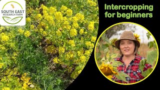 Beginners Guide to Intercropping for the North [upl. by Eniamart]