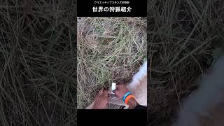 同じ場所で２頭 猟犬と巻狩り 世界の狩猟紹介 タグでの処理シーン [upl. by Tattan295]