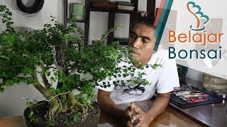 Bonsai Sisir Gampang Hidup Gampang Mati [upl. by Yecaw]