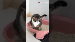 Top Cat Litter Box Maintenance Tips by Animals Workspace cat furs animaltips kitten cathealth [upl. by Atinev]