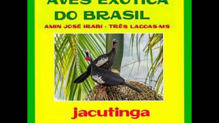 jacutinga  AVES EXÓTICA DO BRASIL [upl. by Ledda]