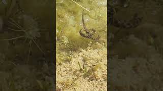 Nature can be brutal and thats also beautiful A viperine snake hunting a iberian green frog [upl. by Ycnaf]