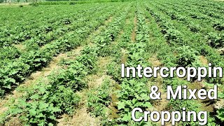 Intercropping  intercroppin and mixed cropping  companion Planting with tomatoes and eggplant [upl. by Tuddor]