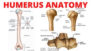 Humerus Anatomy [upl. by Lulu]