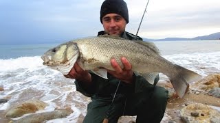 Sea bass spinning in Greece [upl. by Borg]