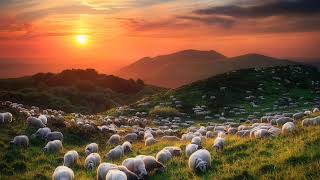 Relaxing Sheep Sounds 1 Hour • Flock of Sheep Baaing • Nature sounds  Mountain Shelter sheepbells [upl. by Kali]