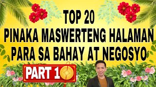 20 Pinaka Maswerteng Halaman para sa Bahay at Negosyo  PART 1 [upl. by Merlin]