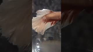 fishbowl bettafishlove fish fishvideo bettausa fishtank [upl. by Kapoor289]