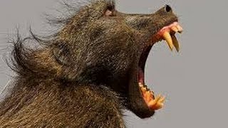 Baboon Fight  Chacma  Sony DEV 5  Filmed by Greg Morgan [upl. by Possing]