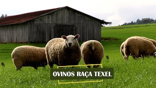 RAÇA TEXEL  Produção e qualidade genética de ovinos [upl. by Pang36]