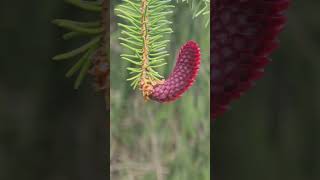 Red Spruce Cone  Picea Abies [upl. by Deragon900]