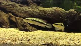 Crenicichla saxatilis [upl. by Snyder]