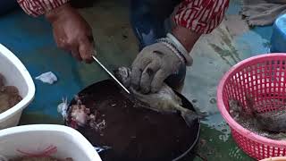 Amazing To Kill Big Siganus Fuscescens With Knife At Floating Seafood Market Of Hong Kong [upl. by Flyn]