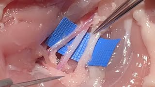 MICROSURGERY TRAINING  accessing the chicken femoral vessels [upl. by Hymen]