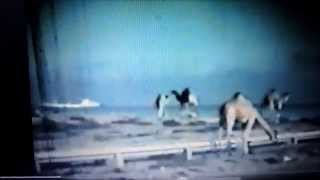 Masirah Video taken in 1974 75 [upl. by Llerrod]