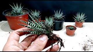 How to grow Zebra Plant Haworthia from cutting [upl. by Yarahs421]