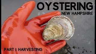 Oystering New Hampshire part 1 Harvesting [upl. by Medora]