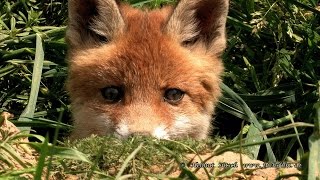 What does the fox say  Bellender Jungfuchs [upl. by Kariv]