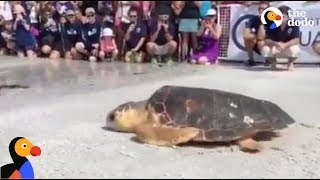 Loggerhead Turtle Rescued and Released into the Wild  The Dodo LIVE [upl. by Cerell]