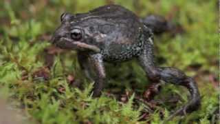 Southern Smooth froglet Tasmania wildlife coastal swamp frog [upl. by Luemas995]