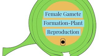 Female Gamete FormationPlant ReproductionNEWVideo 1Plant Reproduction [upl. by Ainecey]