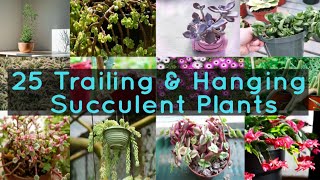 25 Trailing amp Hanging Succulent Plants [upl. by Nabetse]