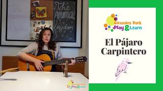 El pájaro CarpinteroLas canciones del Jardín Infantil Girasoles de Chicureo [upl. by Nnayecats]