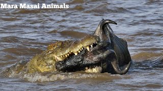 Crocodile Vs Wildebeest Crossing Masai Mara River Migration KenyaWildebeest Crossing Mara River [upl. by Enomys]