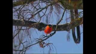 Domherre  Pyrrhula pyrrhula  Eurasian bullfinch  ljudsound [upl. by Criswell]