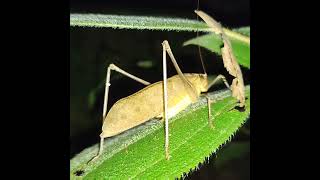 Malayan bush cricket Mecopoda elongata singing in the bush [upl. by Yenrab]