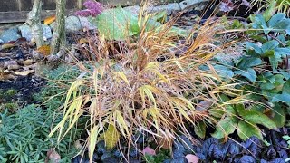 Cut Back Hakonechloa Aureola Japanese Forest Grass  November 16 [upl. by Behre530]