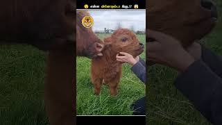 இந்த தாவர உண்ணிகள் எதனால மாமிசம் சாப்பிடுது  Herbivores Eats Meat  Animal Voiceover Tamil [upl. by Enair]