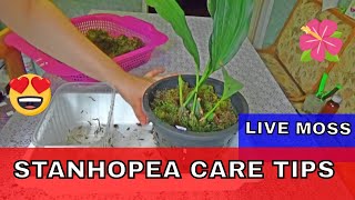 Stanhopea Care Tips  repotting stanhopea orchid in live moss [upl. by Edwine]