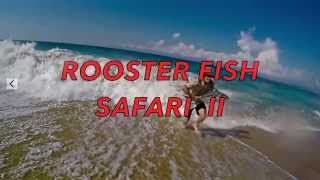 ROOSTER FISH SAFARI 2015 [upl. by Kore925]