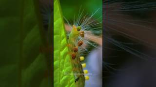 “Orgyia Definita Caterpillar Defecating  Macro Shot with 75mm Ulanzi Lens”macrophotography [upl. by Nylanaj]