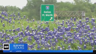 Bluebonnet season is in full swing [upl. by Ara]